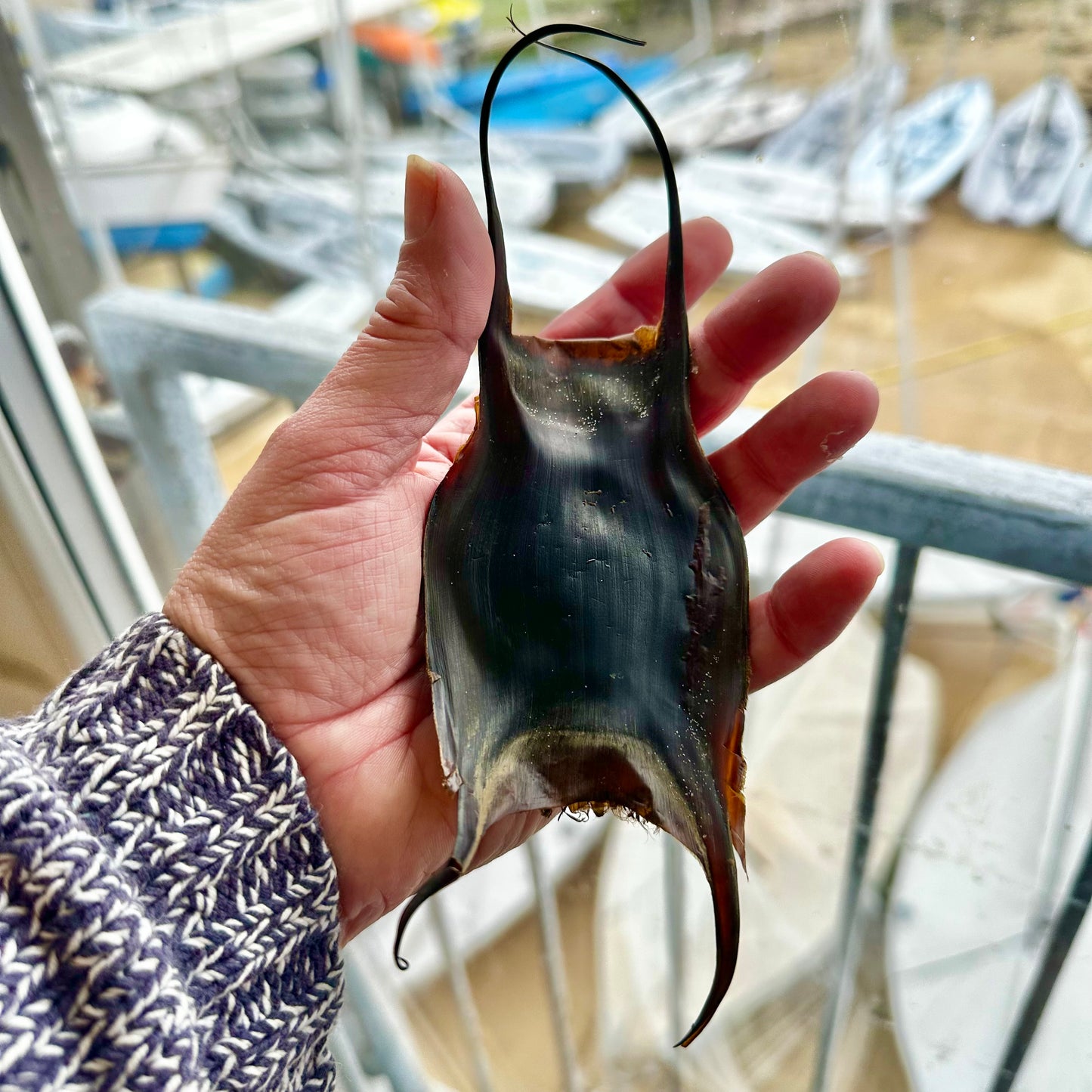 Mermaids Purse Lampshade