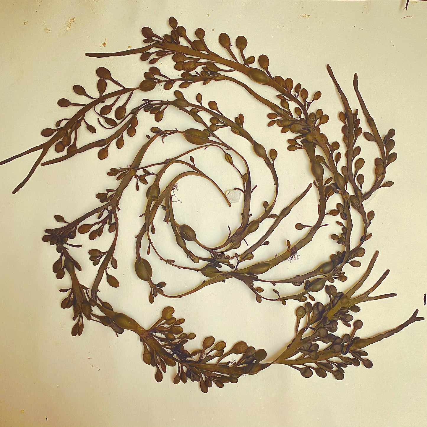 Knotted Wrack Swirl Cushion