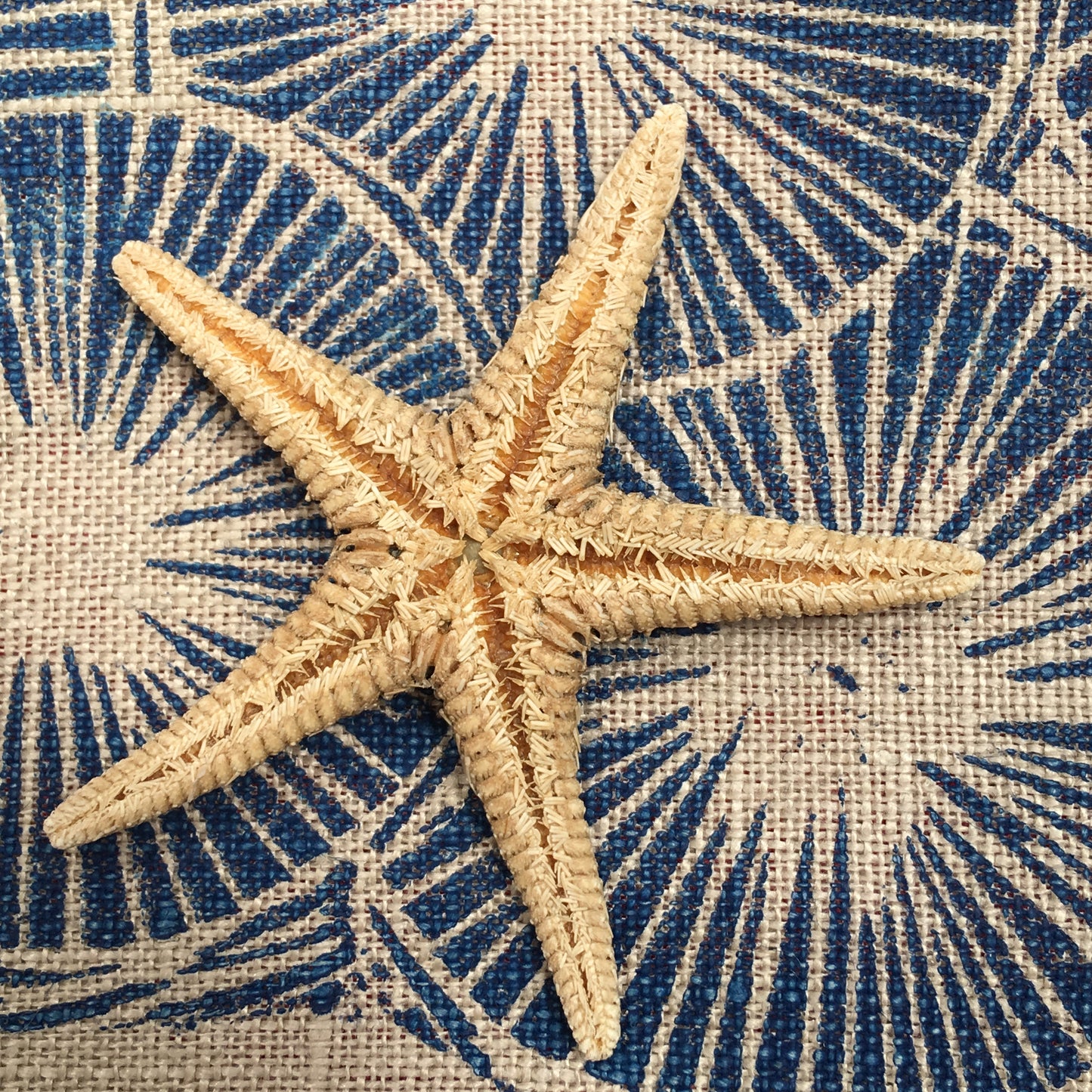 Starfish Lampshade