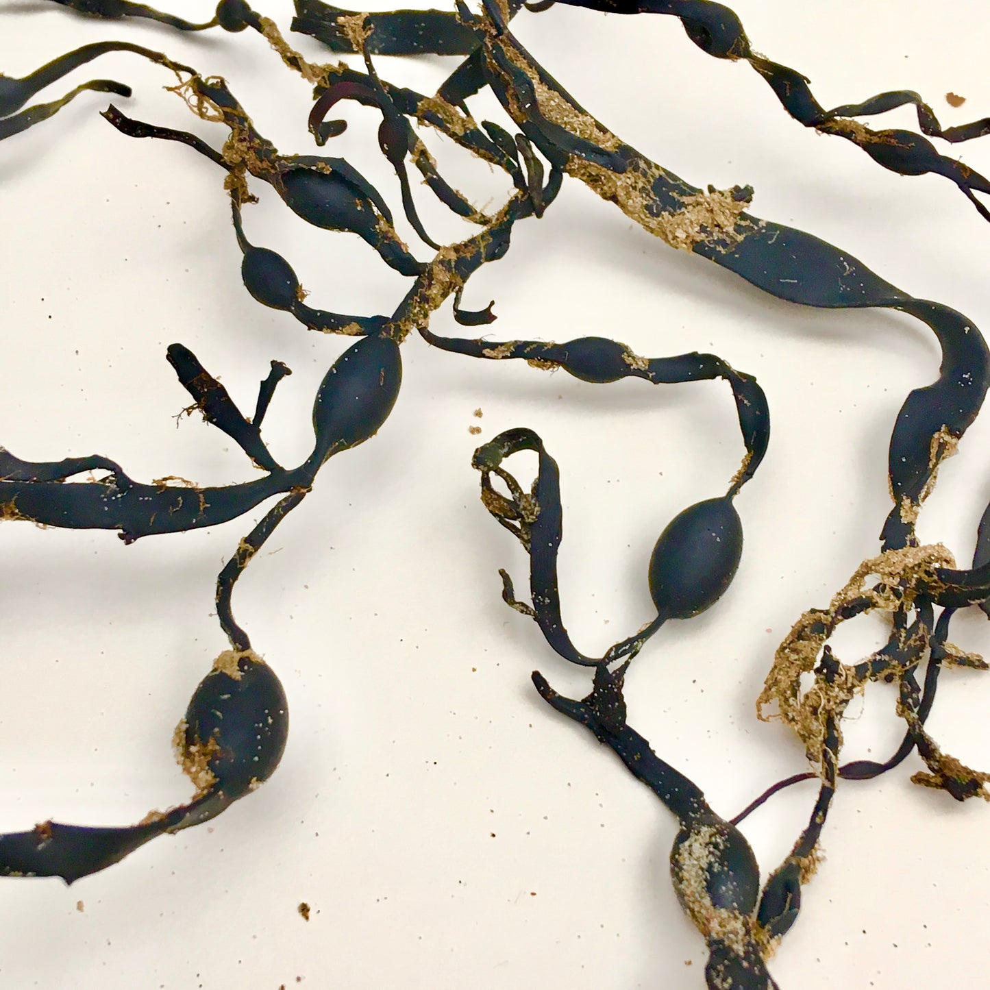 Knotted Wrack Tangled Cushion - Rectangle