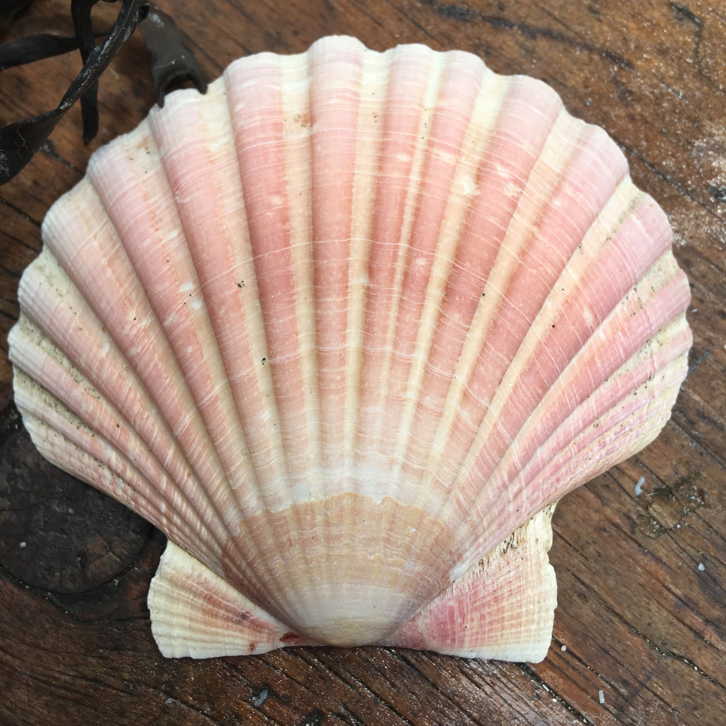 Seaview Scallop Lampshade