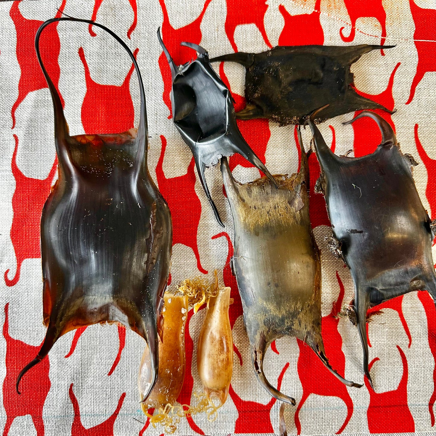 Mermaids Purse Lampshade