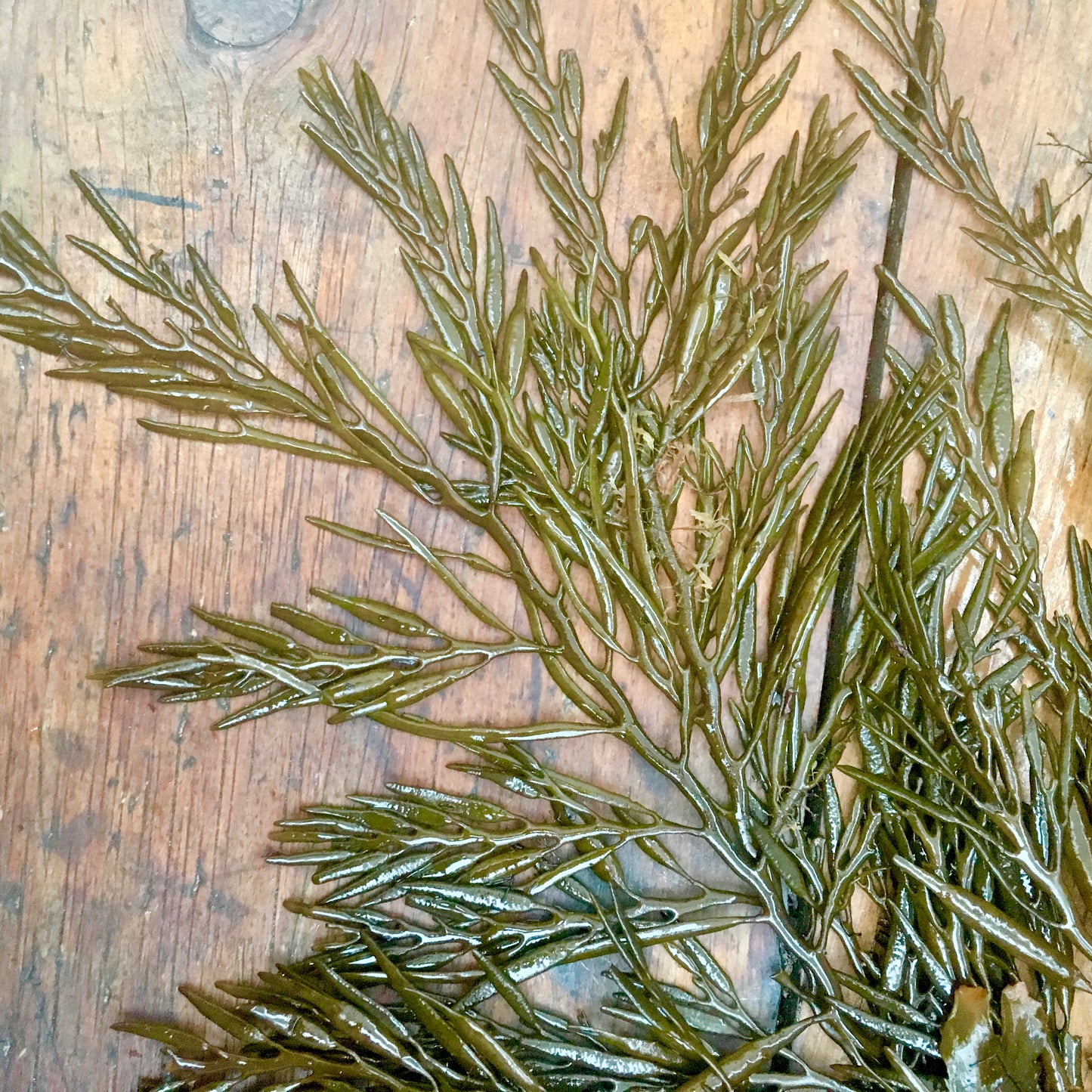 Sea Oak Lampshade in Teal