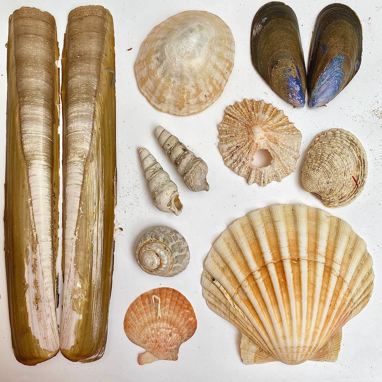 Shell Collection Lampshade